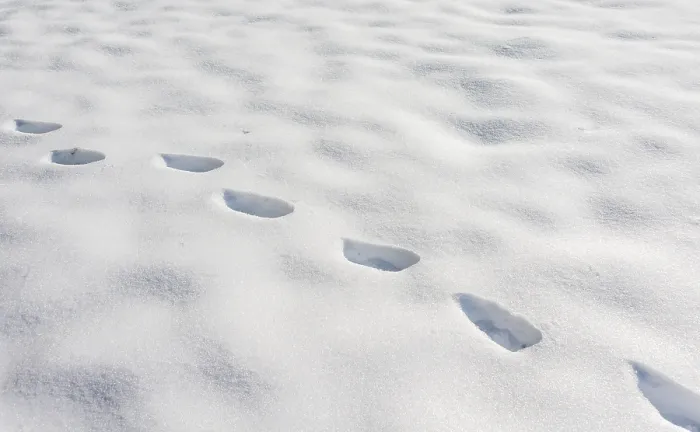 Gerahmter Druck : Spuren im Schnee Gerahmter Druck : Spuren im Schnee