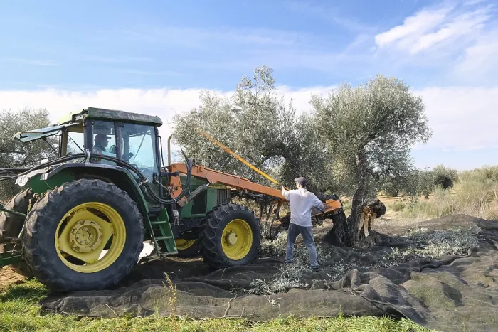 Gerahmter Druck : Ein Traktor arbeitet in einer Olivenplantage. Gerahmter Druck : Ein Traktor arbeitet in einer Olivenplantage.