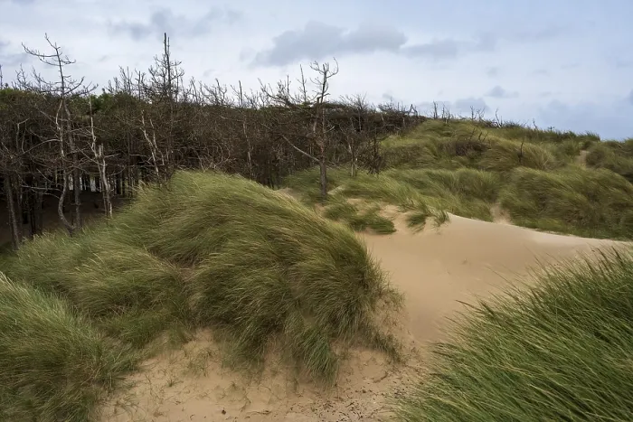 Gerahmter Druck : Traeth Llanddwyn Beach, Anglesey Gerahmter Druck : Traeth Llanddwyn Beach, Anglesey