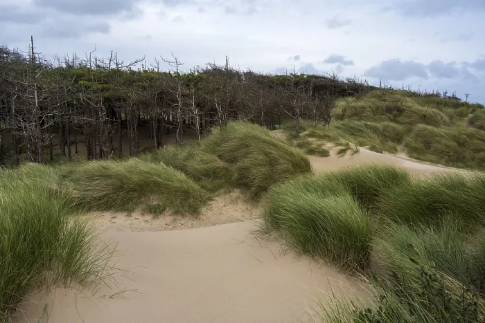 Gerahmter Druck : Traeth Llanddwyn Beach, Anglesey, Wales, Vereinigtes Königreich Gerahmter Druck : Traeth Llanddwyn Beach, Anglesey, Wales, Vereinigtes Königreich