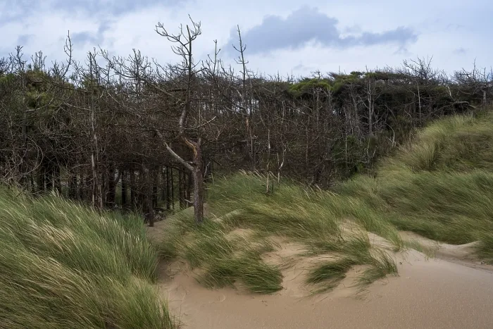 Gerahmter Druck : Traeth Llanddwyn Beach in Anglesey, Wales, Vereinigtes Königreich