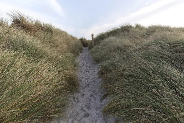 Gerahmter Druck : Weg zum Strand, Marram Gras. Gerahmter Druck : Weg zum Strand, Marram Gras.