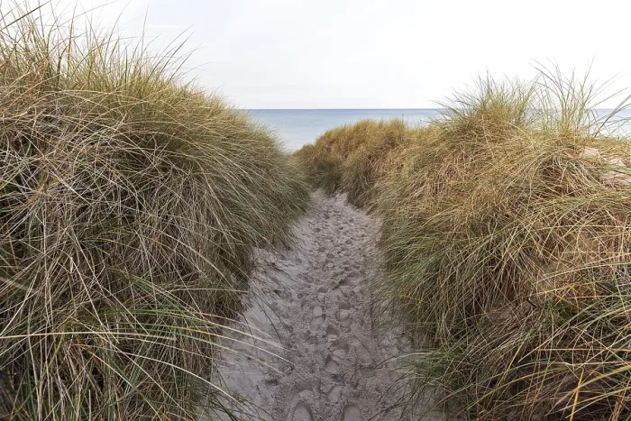 Gerahmter Druck : Weg zum Strand, Marram Gras.