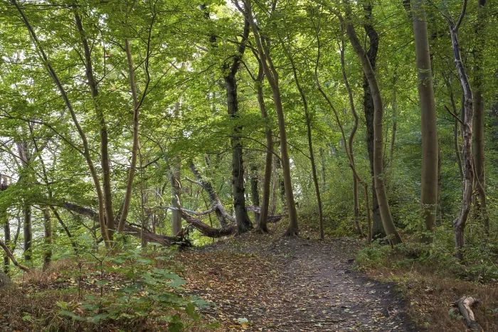 Gerahmter Druck : Wanderweg durch den Buchenwald auf dem Nordperd. Gerahmter Druck : Wanderweg durch den Buchenwald auf dem Nordperd.