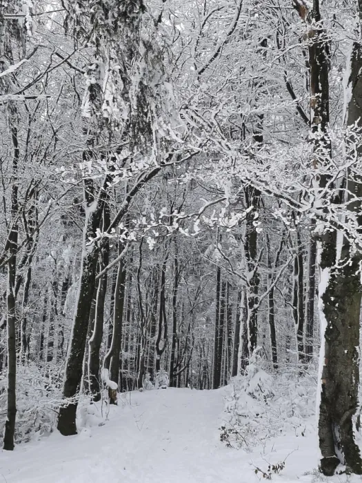 Gerahmter Druck : Winterlicher Wanderweg im Frankenwald Gerahmter Druck : Winterlicher Wanderweg im Frankenwald