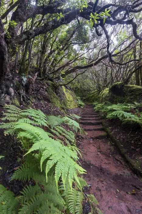 Gerahmter Druck : Wanderweg durch die Lorbeerwald. Gerahmter Druck : Wanderweg durch die Lorbeerwald.