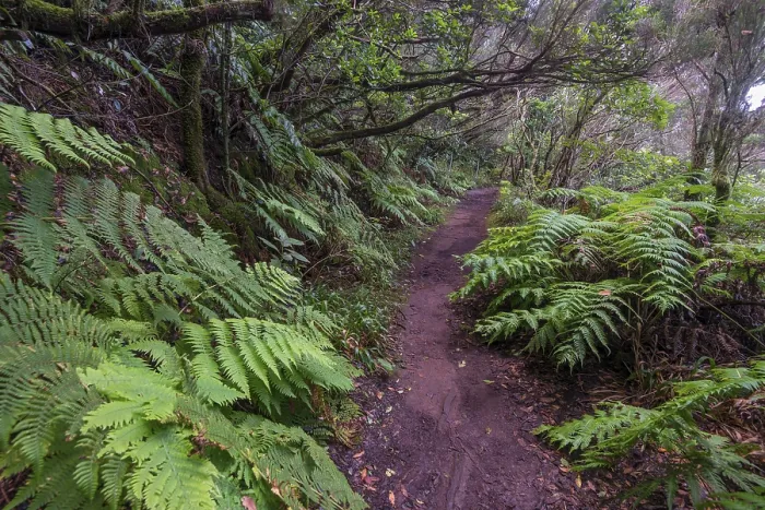 Gerahmter Druck : Wanderweg durch den Lorbeerwald. Gerahmter Druck : Wanderweg durch den Lorbeerwald.