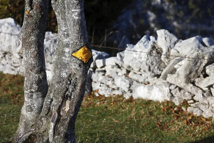 Gerahmter Druck : Wegemarkierung auf einem Baum neben einer Trockenbauplatten. Gerahmter Druck : Wegemarkierung auf einem Baum neben einer Trockenbauplatten.