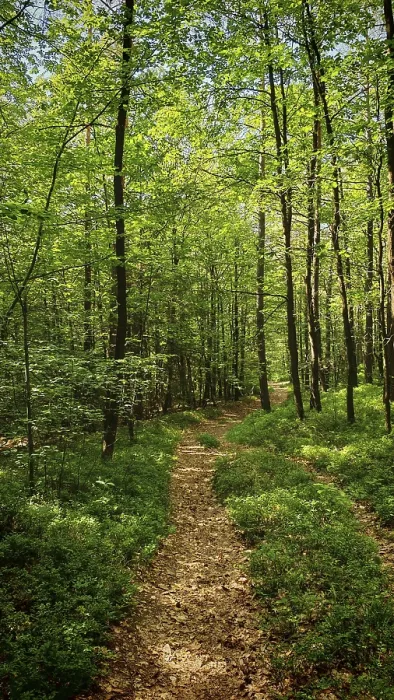 Gerahmter Druck : Ein Pfad windet sich durch einen dichten Wald mit frischem Grün. Gerahmter Druck : Ein Pfad windet sich durch einen dichten Wald mit frischem Grün.