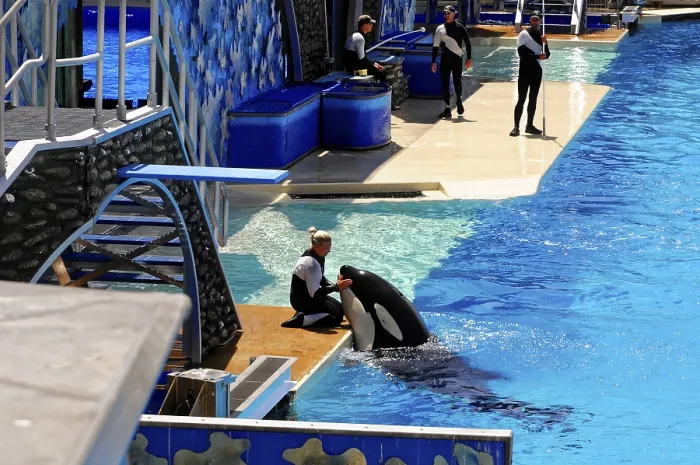 Gerahmter Druck : Ein Trainer interagiert mit einem Orcinus orca am Rand eines Wasserpools während eines Shows. Gerahmter Druck : Ein Trainer interagiert mit einem Orcinus orca am Rand eines Wasserpools während eines Shows.