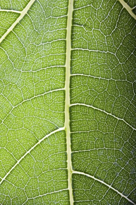 Gerahmter Druck : Detail eines transparenten Feigenblatts. Gerahmter Druck : Detail eines transparenten Feigenblatts.