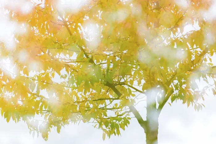 Gerahmter Druck : Baum mit Herbstlaub im Rücklicht. Gerahmter Druck : Baum mit Herbstlaub im Rücklicht.