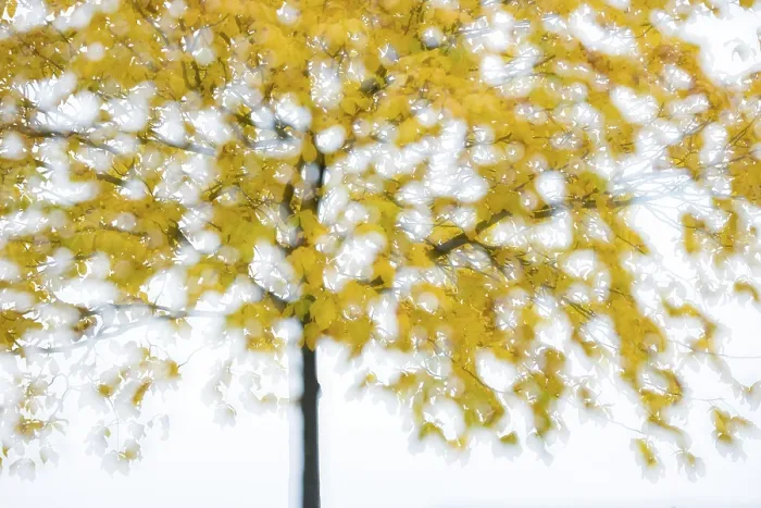 Gerahmter Druck : Baum mit Herbstlaub im Rücklicht. Gerahmter Druck : Baum mit Herbstlaub im Rücklicht.