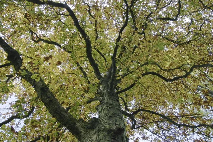 Gerahmter Druck : Krone eines herbstlich gefärbten Kastanienbaums. Gerahmter Druck : Krone eines herbstlich gefärbten Kastanienbaums.