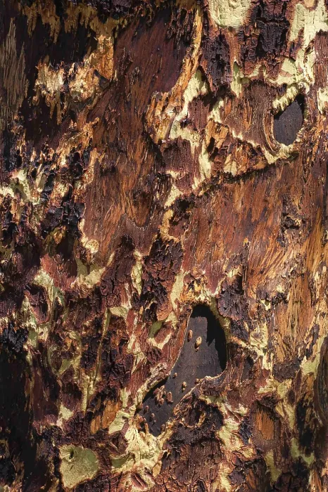 Gerahmter Druck : Baumrinde als Textur, Holz, Muster. Gerahmter Druck : Baumrinde als Textur, Holz, Muster.