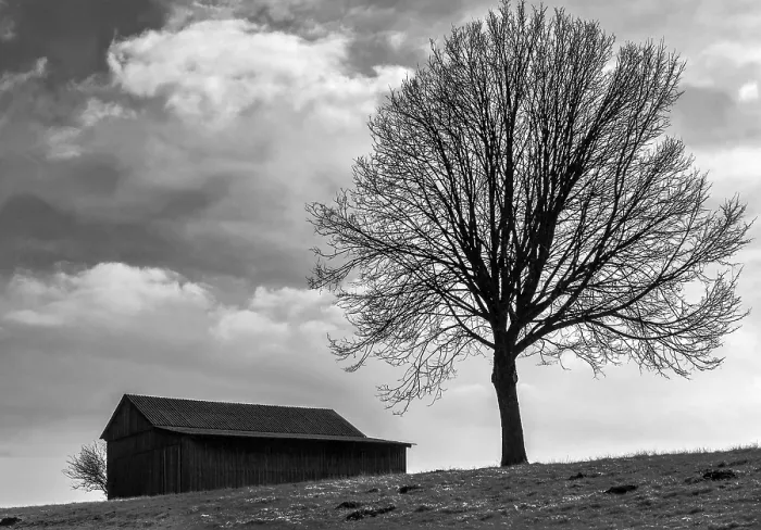 Gerahmter Druck : Das Baum am Stall. Gerahmter Druck : Das Baum am Stall.