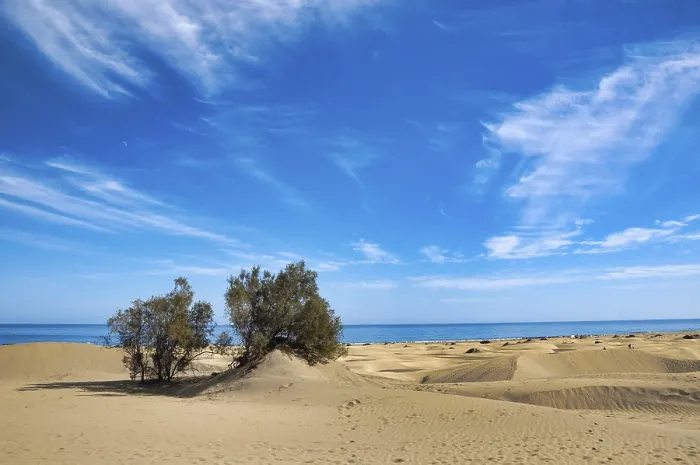 Gerahmter Druck : Baum am Strand, Foto als Hintergrund. Gerahmter Druck : Baum am Strand, Foto als Hintergrund.