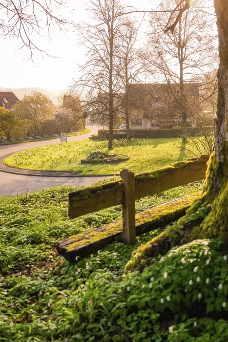 Gerahmter Druck : Ein Baum mit einem Sitzplatz vor ihm.