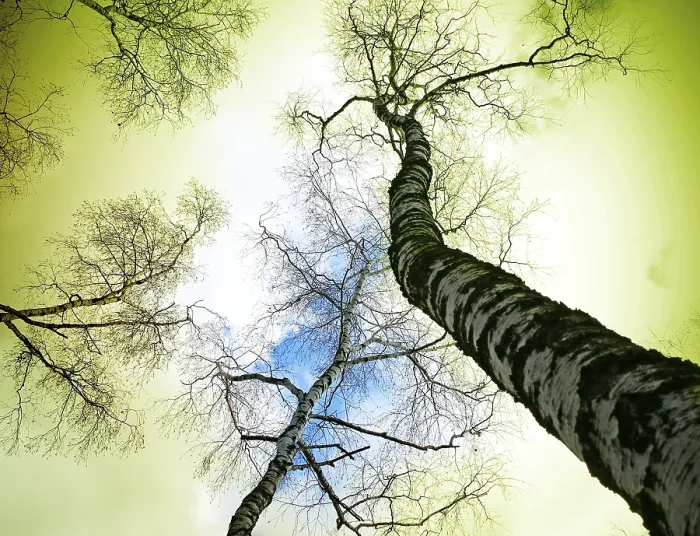 Gerahmter Druck : Baum auf blauem Himmel. Gerahmter Druck : Baum auf blauem Himmel.