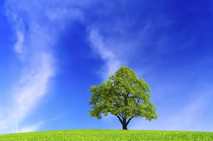 Gerahmter Druck : Baum am blauen Himmel.