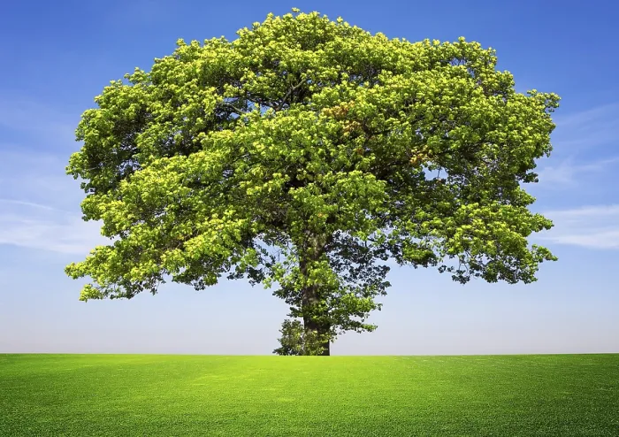 Gerahmter Druck : Baum auf blauem Himmel. Gerahmter Druck : Baum auf blauem Himmel.