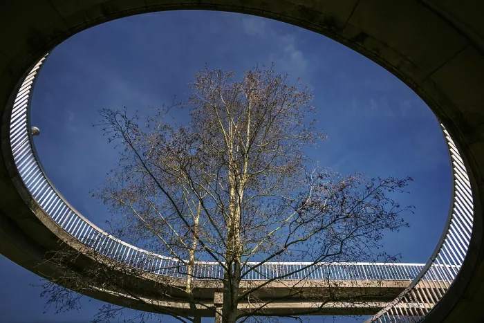 Gerahmter Druck : Das Baum im Brücke. Gerahmter Druck : Das Baum im Brücke.