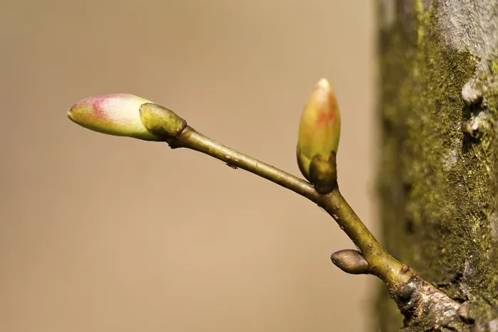 Gerahmter Druck : Baumknospen. Gerahmter Druck : Baumknospen.