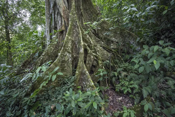Gerahmter Druck : Baum mit Stützwurzeln (Terminalia). Gerahmter Druck : Baum mit Stützwurzeln (Terminalia).