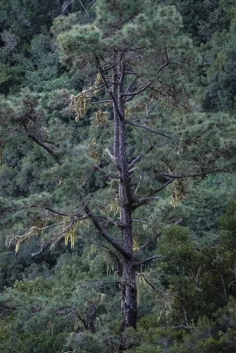 Gerahmter Druck : Ein Detail eines Baumes in der Caldera de Taburiente. Gerahmter Druck : Ein Detail eines Baumes in der Caldera de Taburiente.