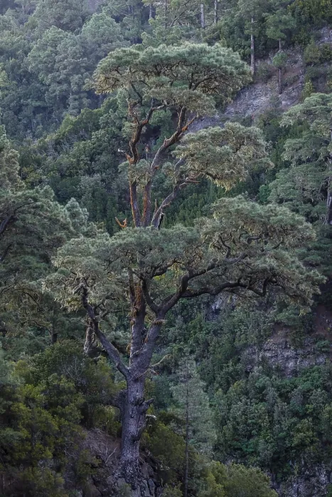 Gerahmter Druck : Einzelheit eines Baumes in der Caldera de Taburiente. Gerahmter Druck : Einzelheit eines Baumes in der Caldera de Taburiente.