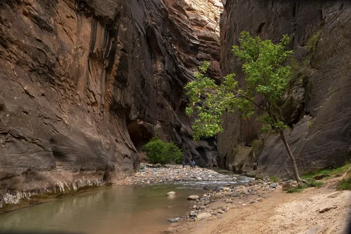 Gerahmter Druck : Baum im Canyon, The Narrows Gerahmter Druck : Baum im Canyon, The Narrows