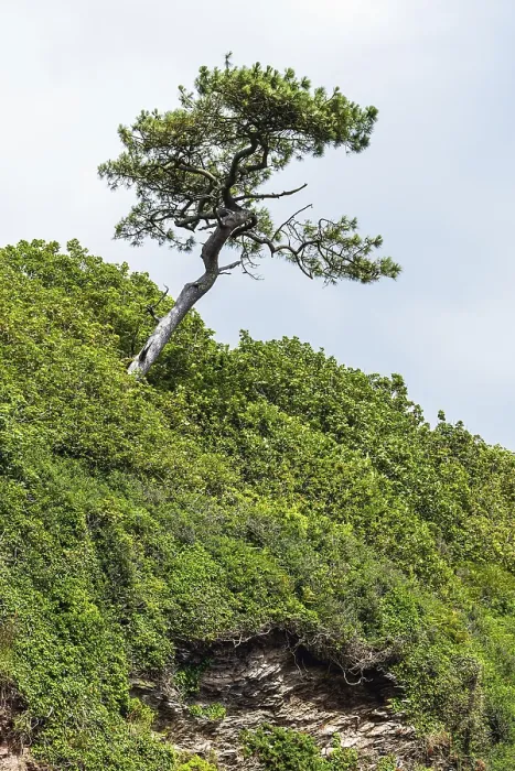 Gerahmter Druck : Baum auf Klippe über Mothecombe Beach Gerahmter Druck : Baum auf Klippe über Mothecombe Beach