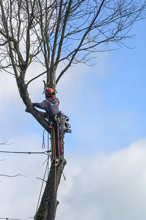 Gerahmter Druck : Baumkletterer schneiden in einem Baum. Gerahmter Druck : Baumkletterer schneiden in einem Baum.
