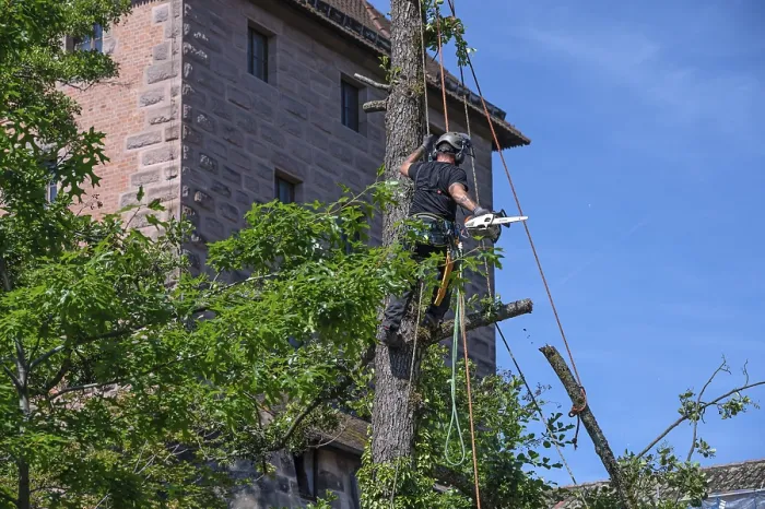 Gerahmter Druck : Baumkletterer arbeiten an einem Baum. Gerahmter Druck : Baumkletterer arbeiten an einem Baum.