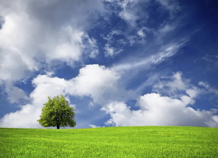 Gerahmter Druck : Baum und bewölkter Himmel. Gerahmter Druck : Baum und bewölkter Himmel.