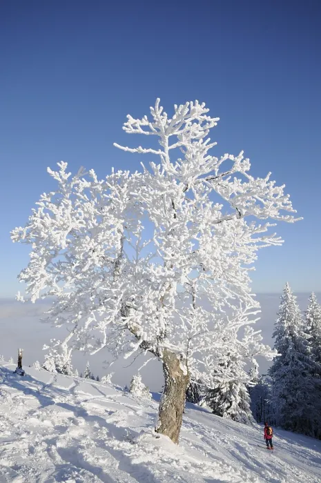 Gerahmter Druck : Bäumebewuchs aus dichtem Schnee und Eis, Mt. Gerahmter Druck : Bäumebewuchs aus dichtem Schnee und Eis, Mt.