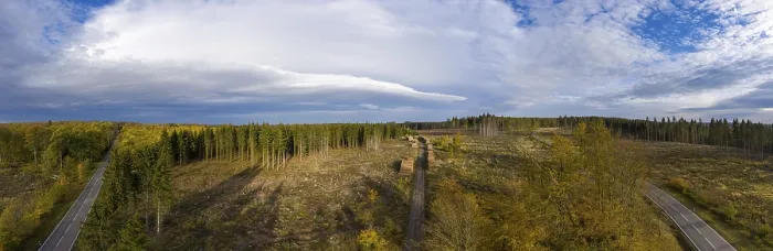Gerahmter Druck : Baumsterben Harz freigegebene Waldflächen. Gerahmter Druck : Baumsterben Harz freigegebene Waldflächen.