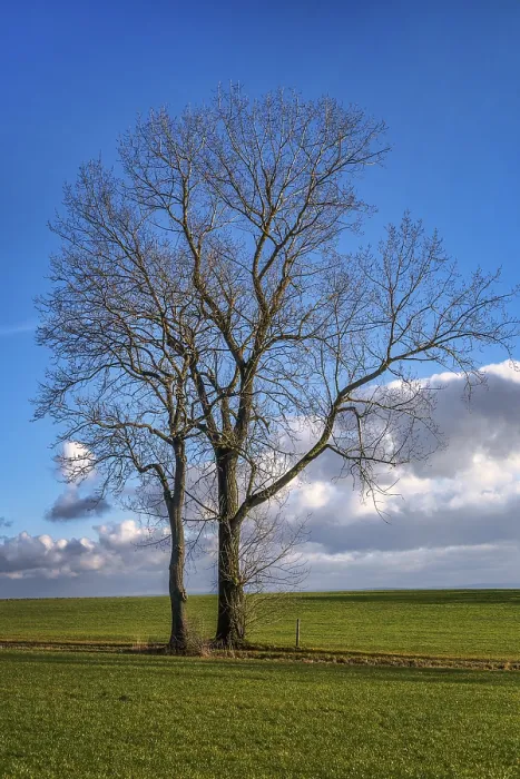 Gerahmter Druck : Baum im Dezember Gerahmter Druck : Baum im Dezember