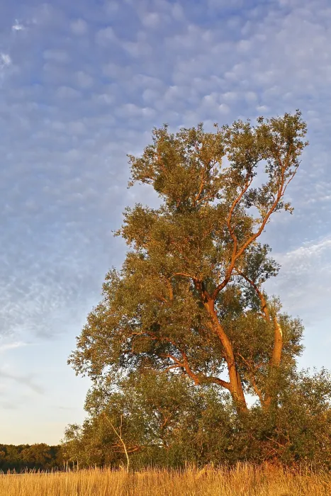 Gerahmter Druck : Baum im Abendlicht in der Elbweitung. Gerahmter Druck : Baum im Abendlicht in der Elbweitung.