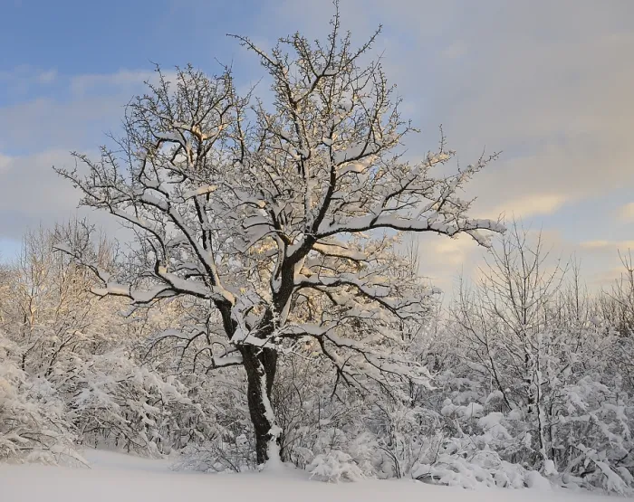 Gerahmter Druck : Baum im Abendlicht, Peilstein, Niederösterreich. Gerahmter Druck : Baum im Abendlicht, Peilstein, Niederösterreich.