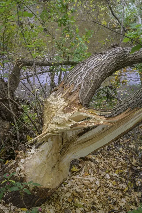 Gerahmter Druck : Ein Baum gefällt von einem Biber an der Triesting. Gerahmter Druck : Ein Baum gefällt von einem Biber an der Triesting.