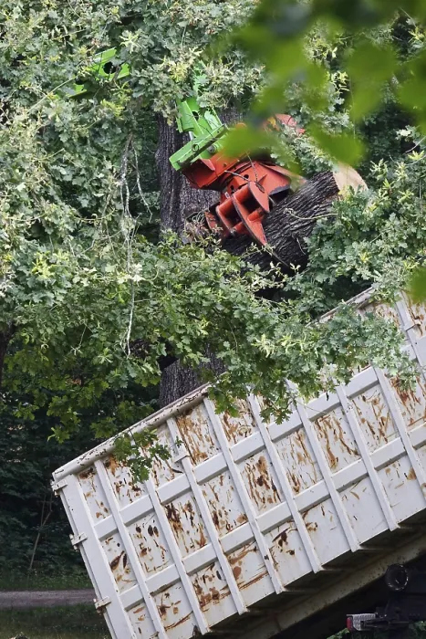 Gerahmter Druck : Baumfällarbeiten, Sommer, Deutschland. Gerahmter Druck : Baumfällarbeiten, Sommer, Deutschland.