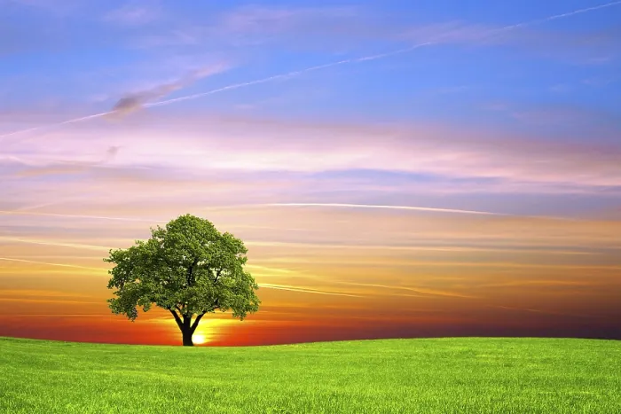 Gerahmter Druck : Baum im Feld. Gerahmter Druck : Baum im Feld.