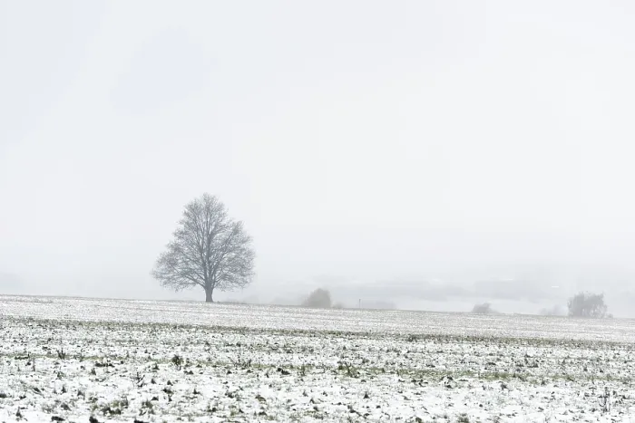 Gerahmter Druck : Baum im ersten Schnee, Harz, Thale. Gerahmter Druck : Baum im ersten Schnee, Harz, Thale.