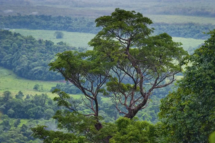 Gerahmter Druck : Baum, Flora, Regenwald, Dschungel Gerahmter Druck : Baum, Flora, Regenwald, Dschungel