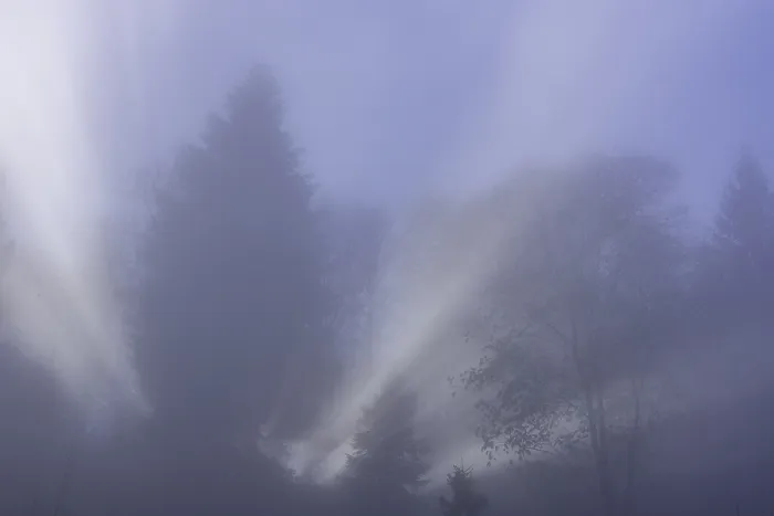 Gerahmter Druck : Baum im Nebel mit Rücklicht, Traunkirchen. Gerahmter Druck : Baum im Nebel mit Rücklicht, Traunkirchen.