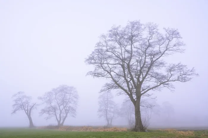 Gerahmter Druck : Baum im Nebel, Eiche (Quercus) Gerahmter Druck : Baum im Nebel, Eiche (Quercus)