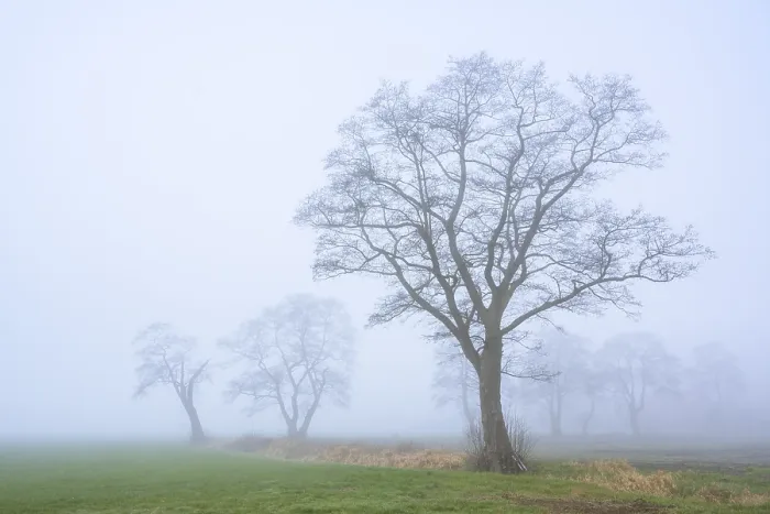 Gerahmter Druck : Baum im Nebel, Eichenbaum (Quercus). Gerahmter Druck : Baum im Nebel, Eichenbaum (Quercus).