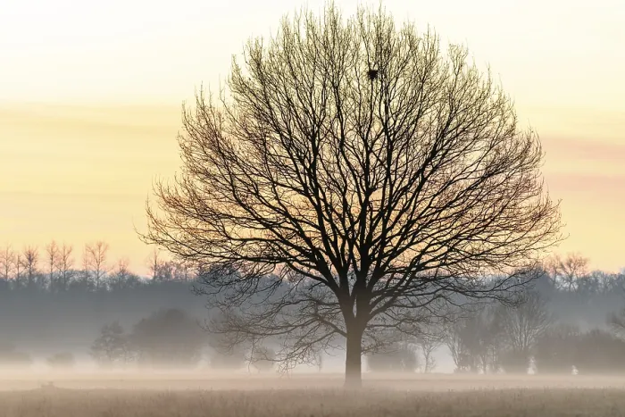 Gerahmter Druck : Baum im Nebel am unteren in Winter. Gerahmter Druck : Baum im Nebel am unteren in Winter.