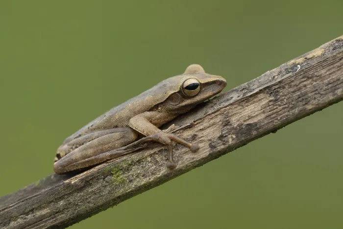 Gerahmter Druck : Baumfrosch sitzt auf einem trockenen Ast. Gerahmter Druck : Baumfrosch sitzt auf einem trockenen Ast.